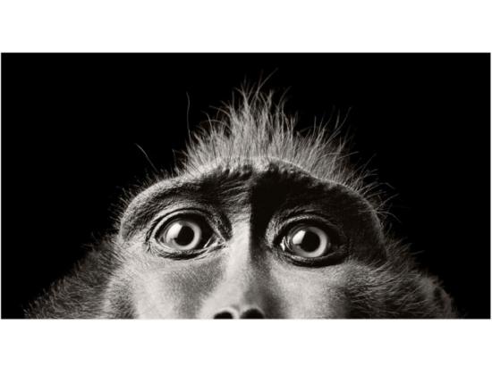Singe
